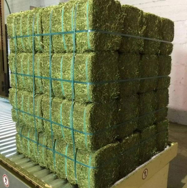 alfalfa hay quality